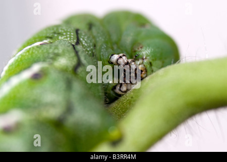 Eine Tomate Hornworm auf eine Tomatenpflanze. Kopf-Details. Stockfoto