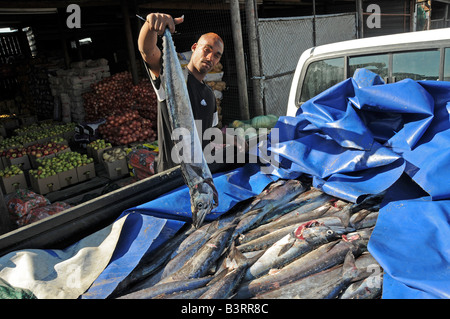 Snoek, Thyrsites Atun, in Kapstadt zu verkaufen Stockfoto