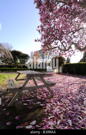 Magnolie und Sitzbank mit abgefallene Blütenblätter, Streuung der Vorgarten, Cambridge, New Zealand. Stockfoto