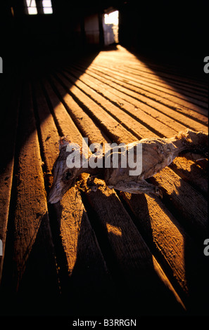 Toten Fuchs, Australien Stockfoto