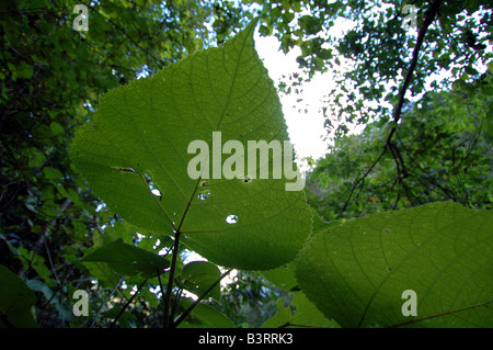 Blätter des Baumes stechen (Dendrocnide Moroides) in einem Regenwald clearing in North Queensland, Australien Stockfoto