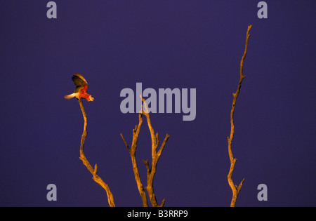 Rosakakadu auf Baum, South Australia Stockfoto