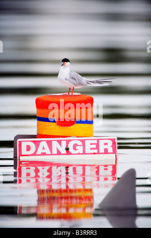 Möwe an Boje mit Warnschild mit Haifischflosse vorbei Stockfoto