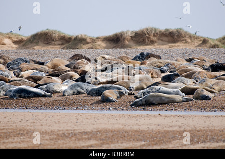 Seehunde: Phoca Vitulina; Am Strand holte. Blakeney Point Norfolk England Stockfoto