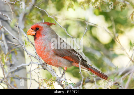 Nördlichen Kardinal x Pyrrhuloxia Hybrid Cardinalis Cardinalis x sinuatus Stockfoto