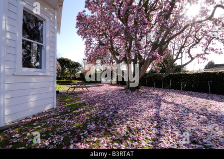 Neuseeland-Haus mit Magnolie und abgefallene Blütenblätter, Vorgarten, Cambridge, New Zealand Streuung. Stockfoto