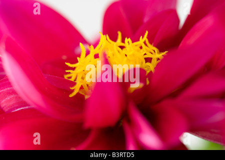 Nahaufnahme von roten Dahlia Patty Stockfoto