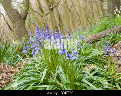 Frühling-Glockenblumen in einem Park in Mansfield, Nottinghamshire, England UK Stockfoto