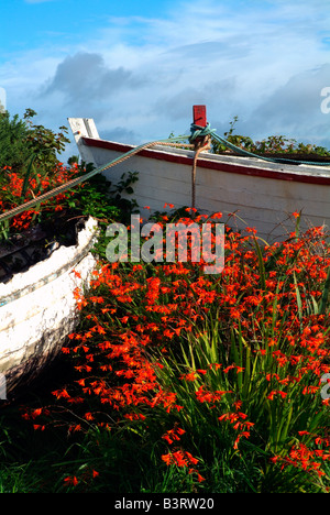 Blumen im Holzboot in Roundstone, Galway, Irland Stockfoto