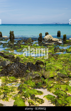 Blick über Carbis Bay zum Leuchtturm von Godrevy von St Ives im Sommersonnenschein bei Ebbe Cornwall West Country England UK GB Stockfoto