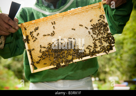 Ein Imker tragen Schutzkleidung Gesichtsmaske überprüft seine Bienenstöcke für Honig und den Zustand seiner Bienenvolk Stockfoto