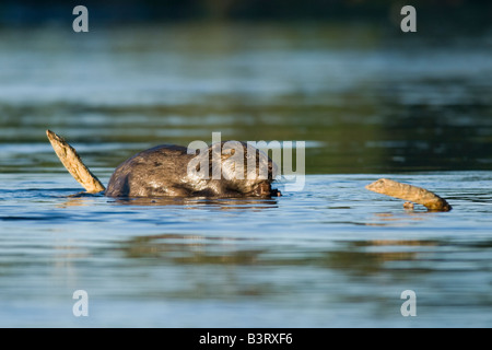 Europäischer Biber (Castor Fiber) Fütterung, Schweden. Stockfoto