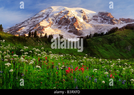 Wildblumenwiese im Paradise, Mount Rainier, Washington, USA Stockfoto