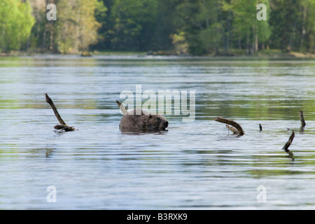 Eurasische Biber (Castro Faser) Fütterung In A River, Schweden. Stockfoto