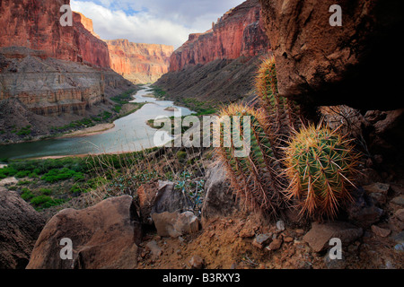 Der Colorado River durch den Marble Canyon Abschnitt des Grand Canyon National Park mit Barrel Kakteen im Vordergrund Stockfoto