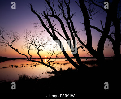 Schwarze Weide auf Schneegans Pool, Chincoteague National Wildlife Refuge, Assateague Island, Virginia, USA Stockfoto