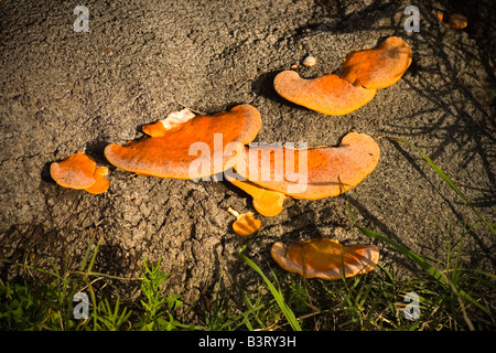 Klammer-Pilz Stockfoto