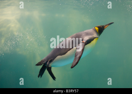 Ein König Pinguin Schwimmen unter Wasser. Aptenodytes patagonicus Stockfoto