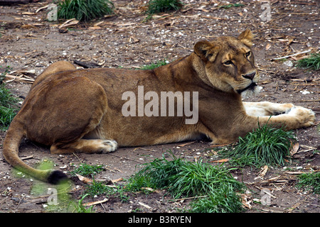 Ein Löwe ruht in ihr Gehege im Zoo von New Orleans Audubon. Stockfoto