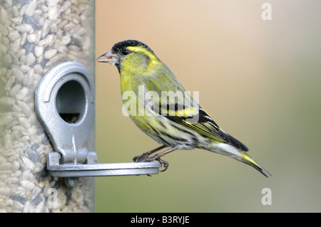 Erlenzeisig-Männchen auf feeder Stockfoto