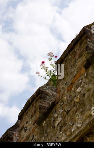 Roter Baldrian wächst aus Spitze der alten Steinmauer. Chichester, Sussex Stockfoto