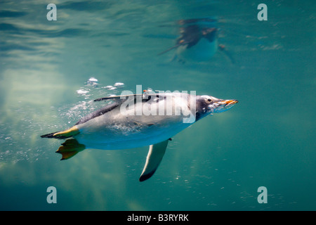 Ein Gentoo-Pinguin Schwimmen unter Wasser. Pygoscelis papua Stockfoto