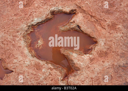 Fossilen Dinosaurier-Fußabdruck - Theropode - frühen Jura - Arizona - USA Stockfoto