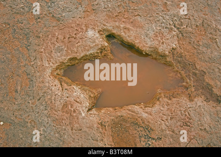 Fossilen Dinosaurier-Fußabdruck - Theropode - frühen Jura - Arizona - USA Stockfoto