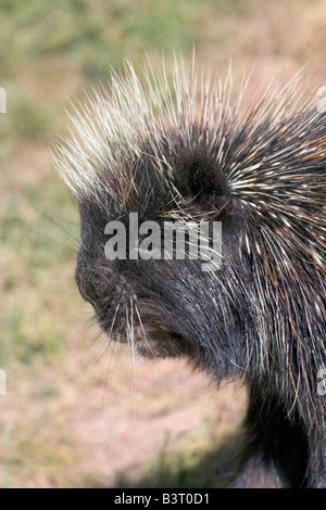 North American Porcupine Erethizon dorsatum Stockfoto