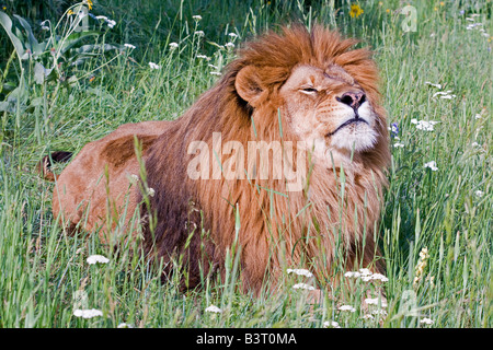 African Lion auf einer Wiese Stockfoto