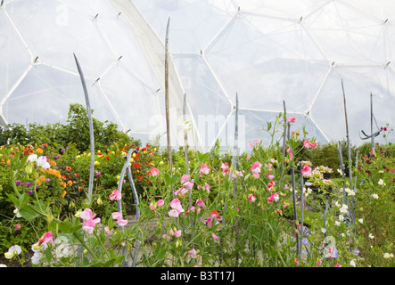 Sweetpeas durch die Biome im Eden Project in Cornwall, England, Großbritannien Stockfoto