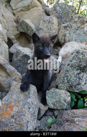 Grey Wolfswelpe auf einem Felsvorsprung Stockfoto