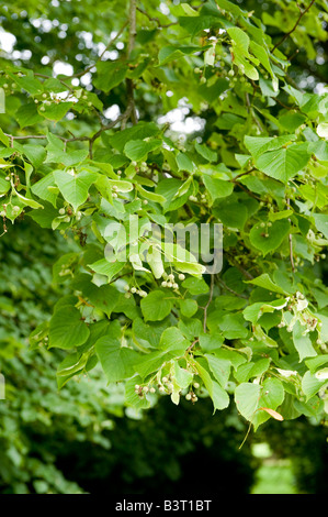 Gemeinsamen Lime Tilia Europaea Nahaufnahme von Zweig mit Früchten und Blättern Stockfoto