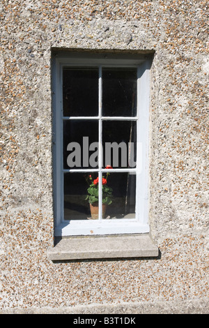 Ein Geranium in einem Fenster, umgeben von einer Pebbledash Wand Stockfoto