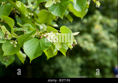 Gemeinsamen Lime Tilia Europaea Nahaufnahme von Zweig mit Früchten und Blättern Stockfoto