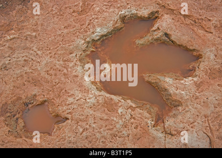 Fossilen Dinosaurier-Fußabdruck - Theropode - frühen Jura - Arizona - USA Stockfoto