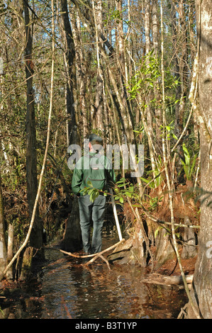 Männliche Wanderer steht im Wasser nass Zypressen Sumpf Fakahatchee Strand bewahren, Süd-Florida State park Stockfoto