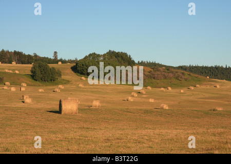 Heuballen auf Ackerland östlich von Calgary, Alberta Stockfoto