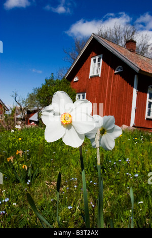 Rote alte Hütte mit Fasan s Auge Narzissen im Garten Stockfoto