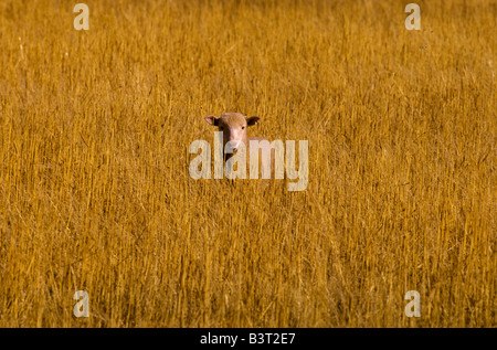 Schafe im Feld, Australien Stockfoto