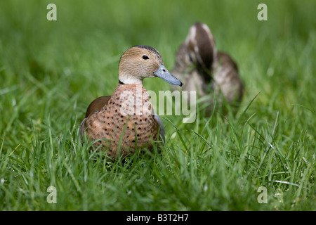 männliche Ente beringt Teal - Callonetta leucophrys Stockfoto