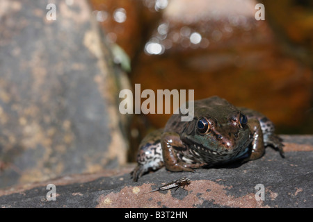 Der Frosch sitzt auf einem Stein verschwommener unscharfer Hintergrund von oben Bilder von Fröschen Vorderansicht in den USA horizontale Hochauflösung Stockfoto