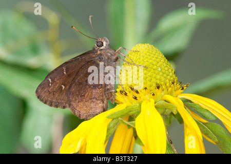 Nördlichen Cloudywing Thorybes pylades Stockfoto