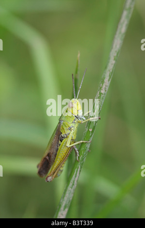 Gemeinsamen grünen Heuschrecke Stockfoto