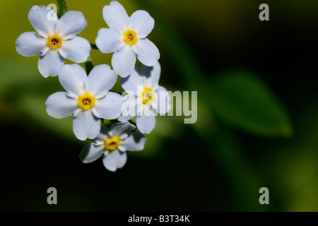Weiß wahr Vergisst mich nicht Myosotis Sylvatica eine wilde Blume Frühlingsblume natürliches Grün verschwimmt Hintergrund Makro niemand von oben Hi-res Stockfoto