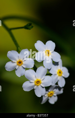 White True Forget Me Not Myosotis Sylvatica eine wilde Blume Frühlingsblume natürliches Grün verschwommenes Hintergrundmakro Niemand von oben in US Hi-res Stockfoto