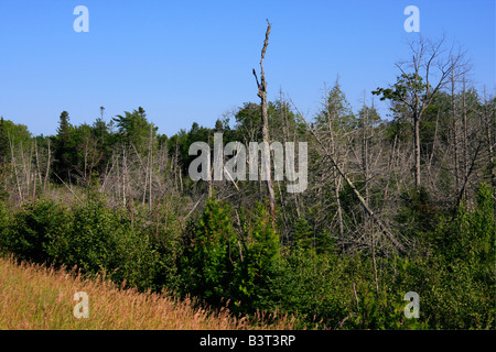 Saurer Regen beschädigt Wald auf der Upper Peninsula Michigan MI USA USA USA Vereinigte Staaten von Amerika Niemand horizontal hochauflösend Stockfoto