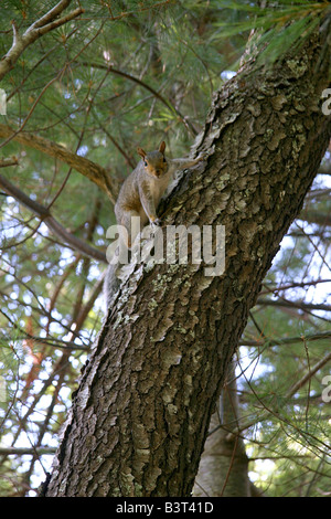 Eichhörnchen klettern können. Stockfoto