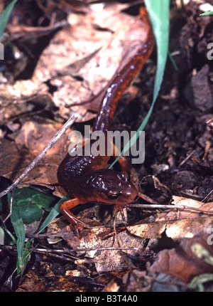 Ensatina Eschscholtzi Salamander Santa Cruz Mountains Kalifornien USA Stockfoto