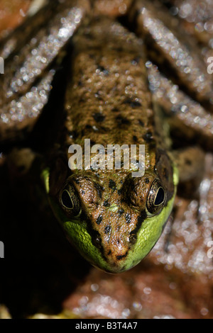 Der Frosch sitzt auf einem Stein verschwommener unscharfer Hintergrund über dem Kopf Bilder von Fröschen in den USA vertikale Hi-res Stockfoto